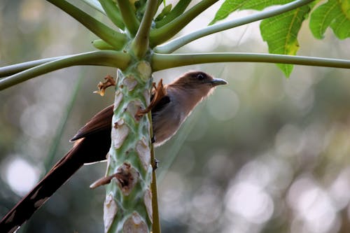 Photos gratuites de âme de chat, oiseau, pájaro