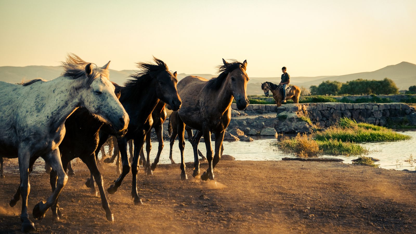 Shepherd on horse looking at running herd of horses, Gabon