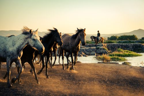 Free A group of horses gallop near a river with a rider in a rural setting at sunset. Stock Photo