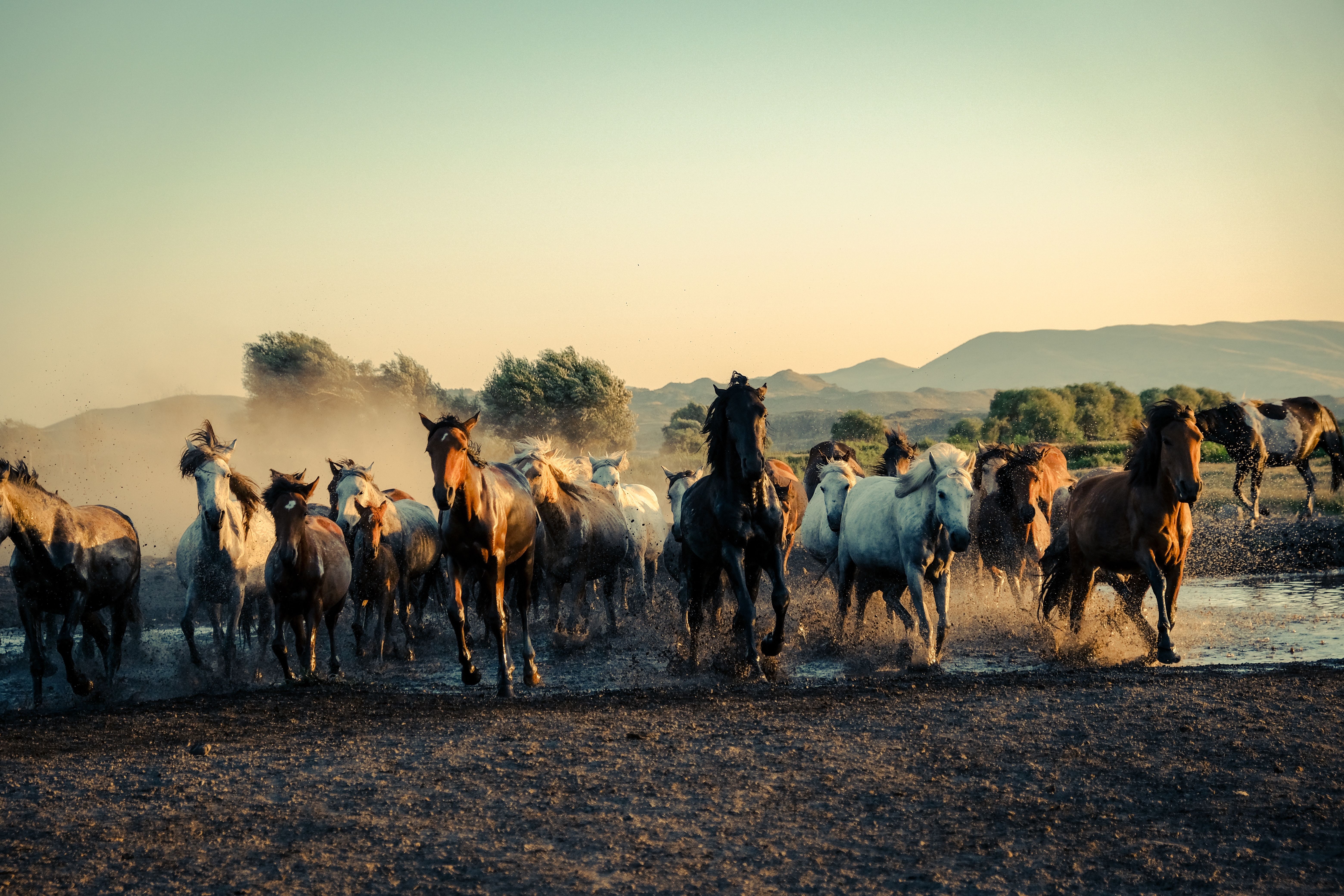 Wild Horses Galloping in Mud · Free Stock Photo