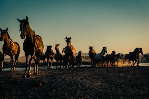 A vibrant scene of horses running by the river at sunset, capturing rural beauty.