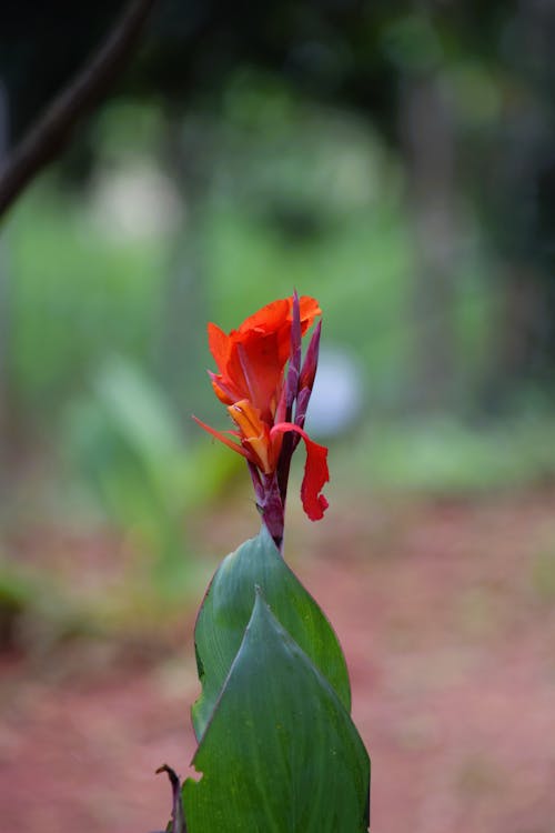 Photos gratuites de fleur délicate, fleur rouge, fleurir