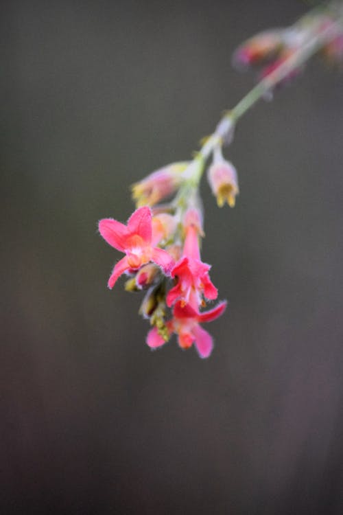 Darmowe zdjęcie z galerii z czerwony kwiat, delikatny kwiat, flor do cerrado