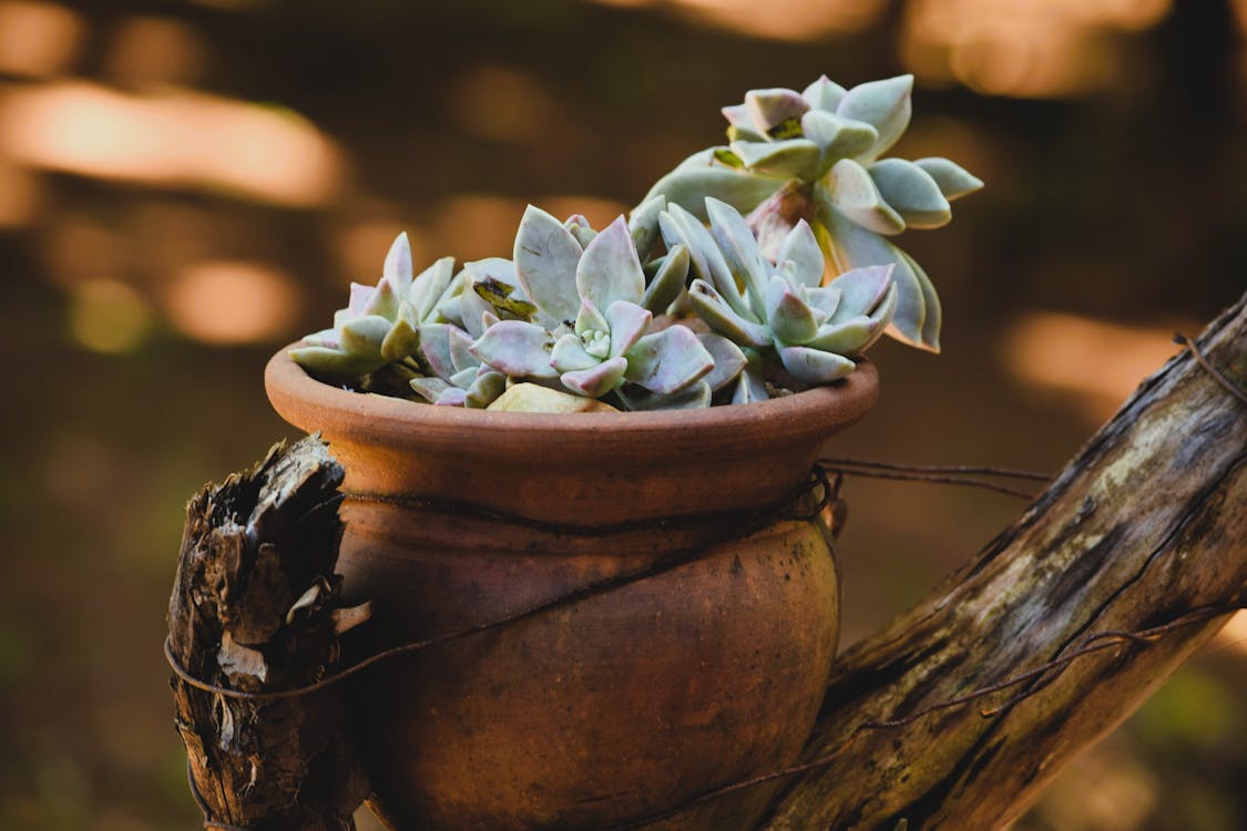 Immagine gratuita di fiore delicato, fiore in vaso, giardino