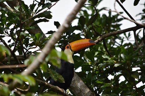 Photos gratuites de environnement, oiseau, toco toucan