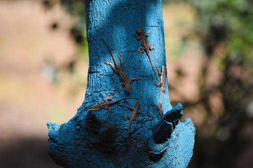 Photos gratuites de animaux, bichinhos, bleu