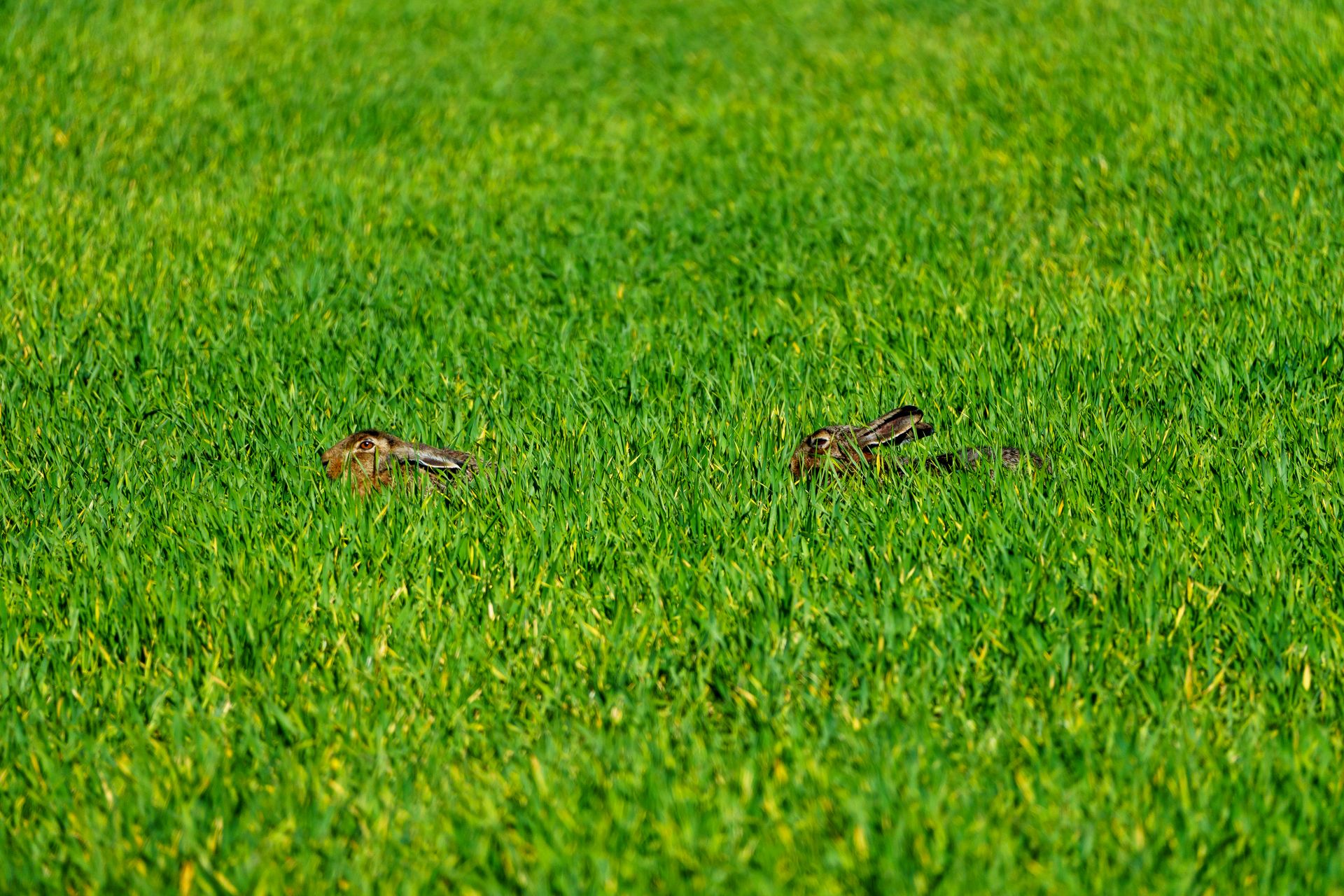 Rabbit Hidden in Grass