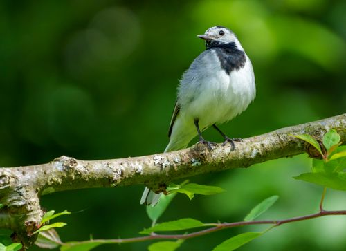 Free A white wagtail bird perched gracefully on a tree branch amidst lush green foliage. Stock Photo