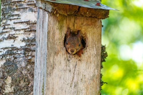 Free Adorable squirrel peeking out from a wooden birdhouse, symbolizing curiosity in nature. Stock Photo