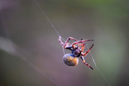 Photos gratuites de arachnide, araignée, les araignées