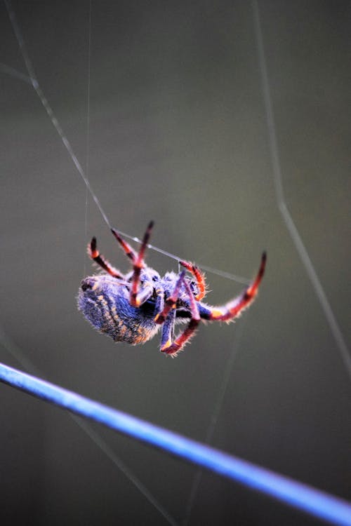 Photos gratuites de arachnide, araignée, les araignées