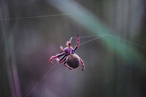 Photos gratuites de arachnide, araignée, les araignées