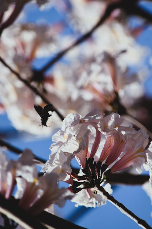 Photos gratuites de abeille, fleurs, fleurs blanches