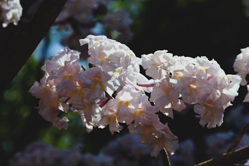Photos gratuites de abeille, fleurs, fleurs blanches