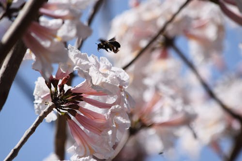 Photos gratuites de abeille, fleurs, fleurs blanches