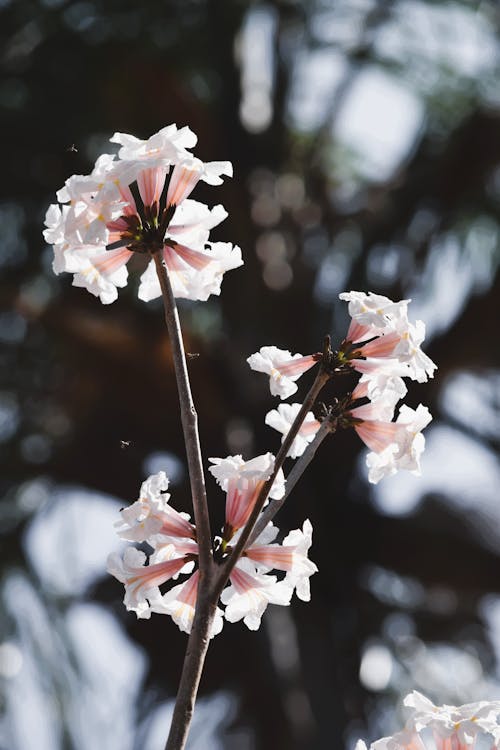 Darmowe zdjęcie z galerii z białe kwiaty, flor do ipê, ipãª