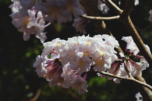 Darmowe zdjęcie z galerii z białe kwiaty, flor do ipê, ipãª