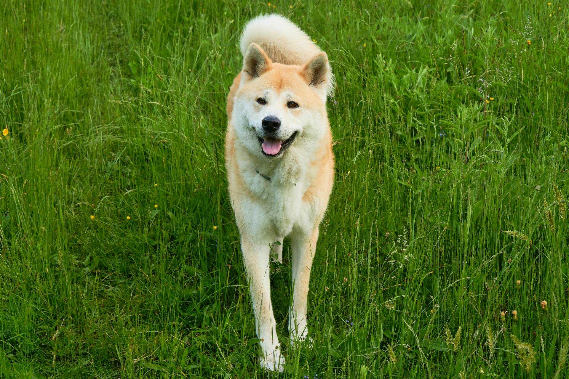 Le chien d'Akita dans les prairies