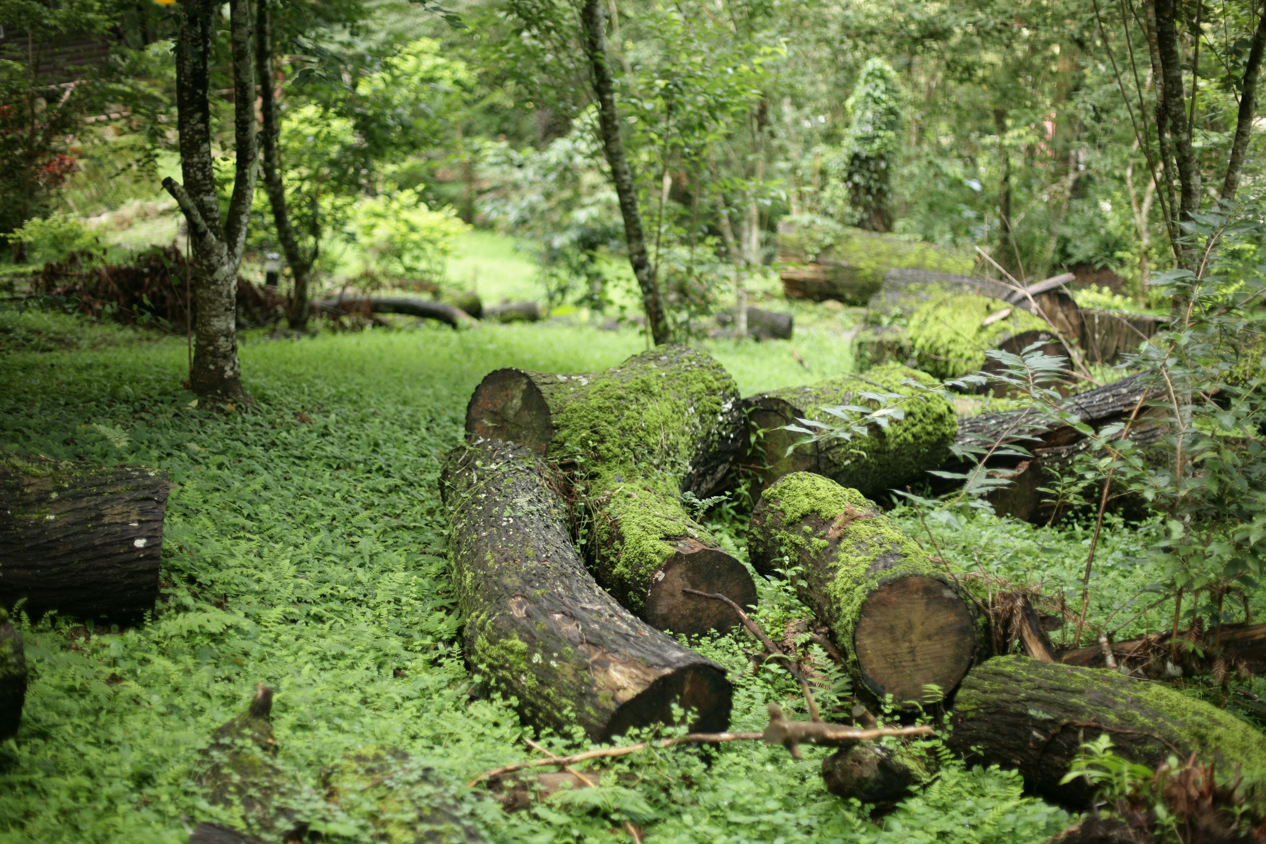 Moss-covered logs in a dense, vibrant forest setting during the day.