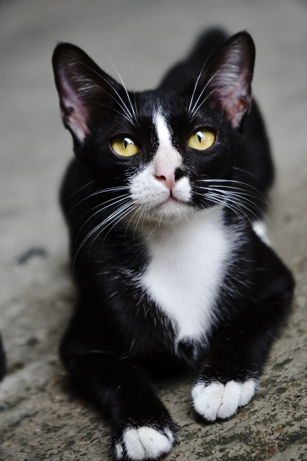 Black and White Cat Looking at Camera · Free Stock Photo