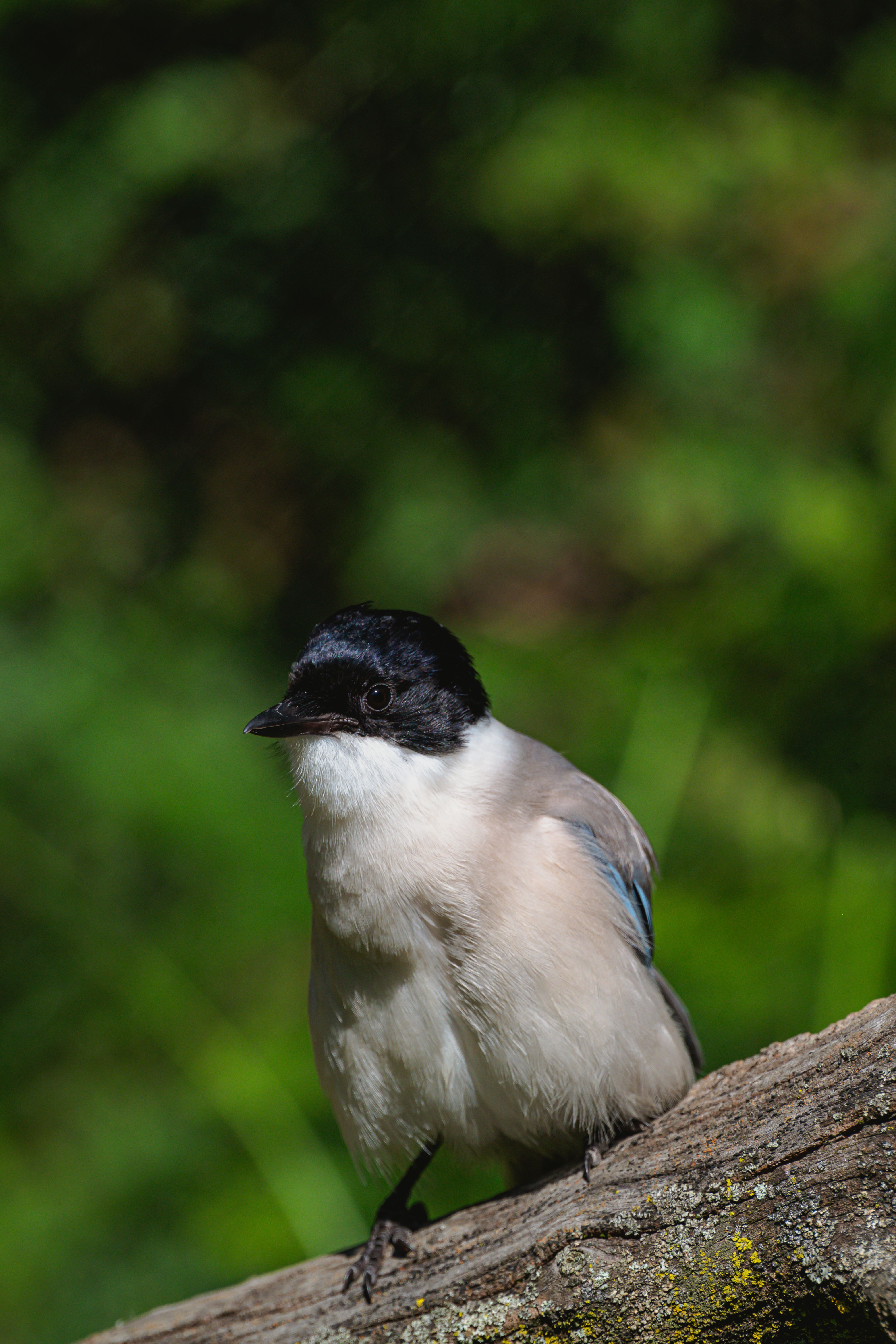 Azure-Winged Magpie Perching on Branch · Free Stock Photo