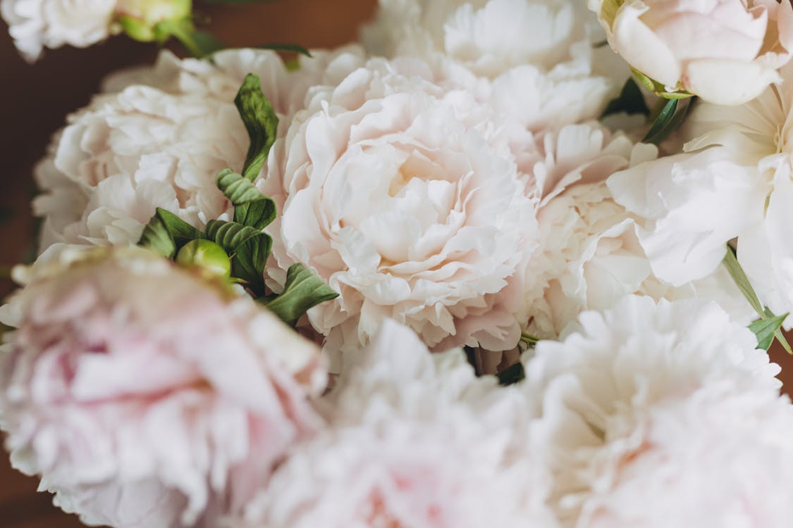 Foto profissional grátis de amor, arranjo de flores, brilhante