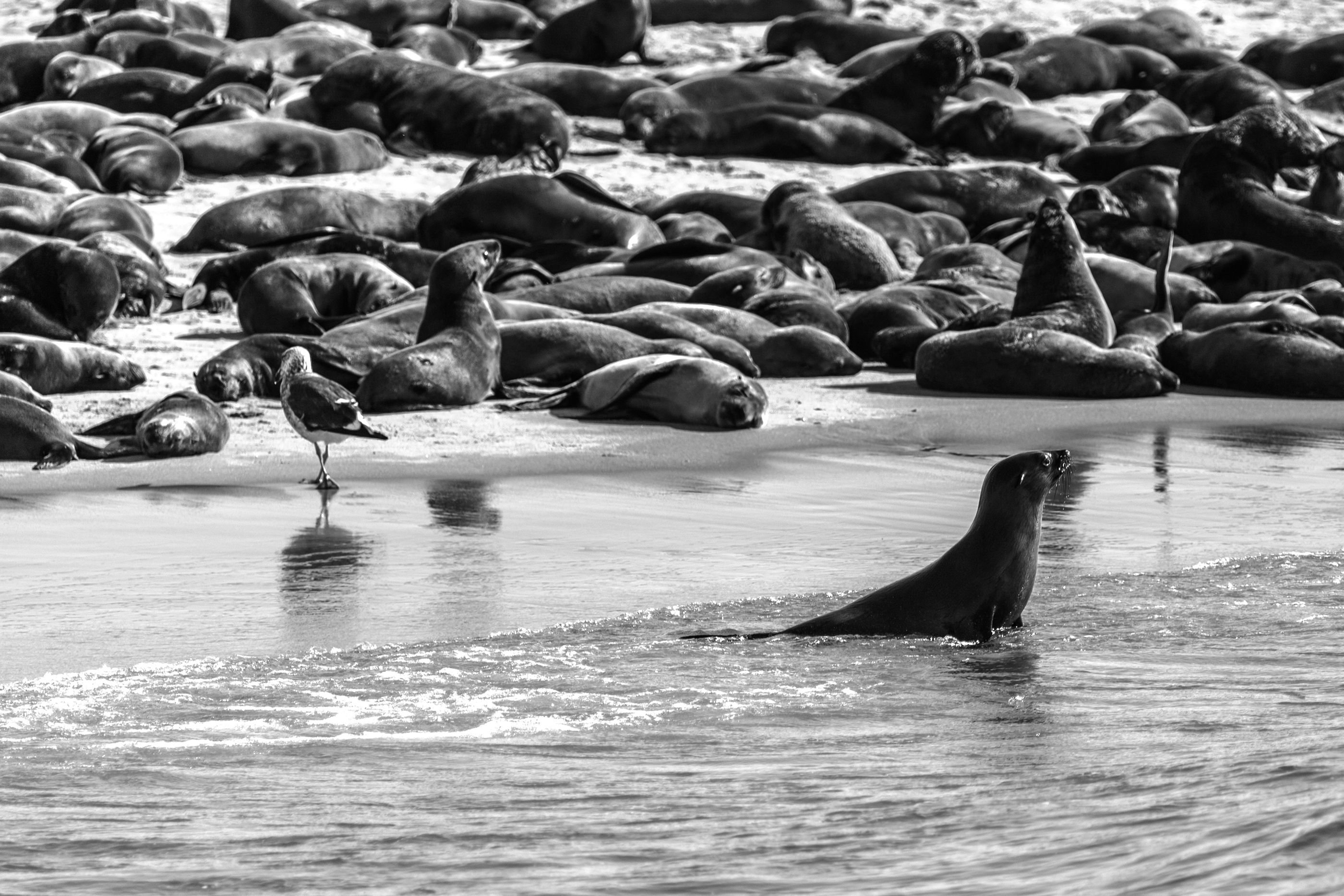 How a viral seal called Neil caused mayhem in Australia