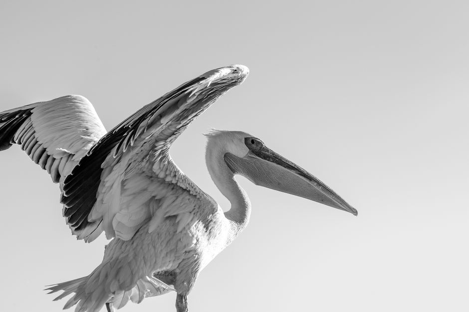Striking black and white image of a Dalmatian pelican with outstretched wings.