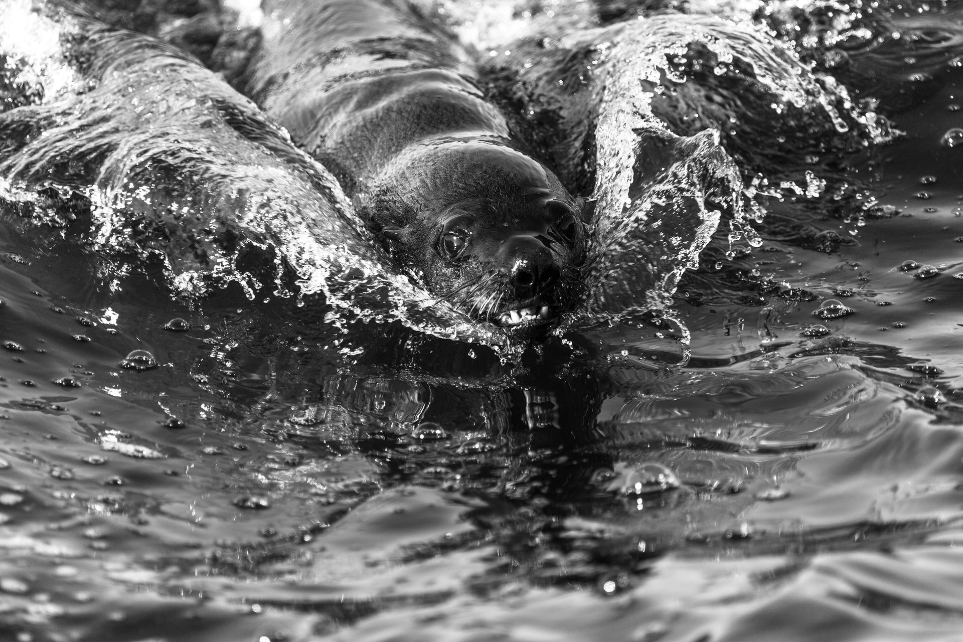 Dramatic black and white photo of a seal swimming in dynamic waters, showcasing its wild nature.