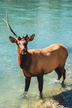 An elk stands in clear blue water in Banff National Park, displaying a broken antler.