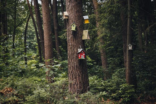 Gebied Van Groene Bomen