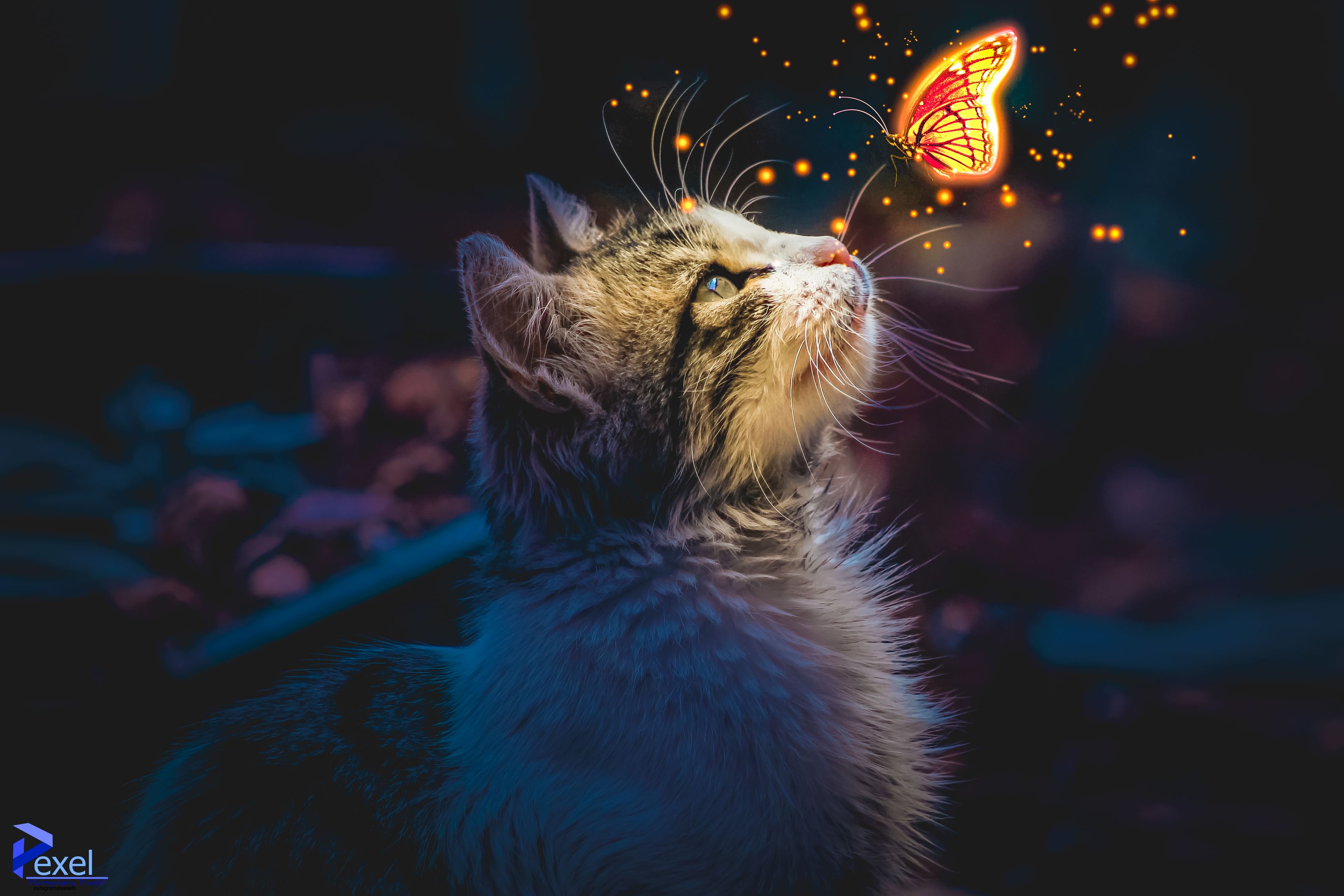 Photo Gratuite De Animal Chat Fond D cran Mobile photo-gratuite-de-animal-chat-fond-d-cran-mobile