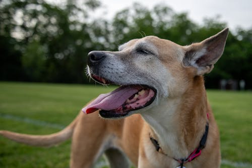 Foto d'estoc gratuïta de amistat, animal, basenji