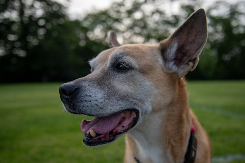 Foto d'estoc gratuïta de amistat, animal, basenji