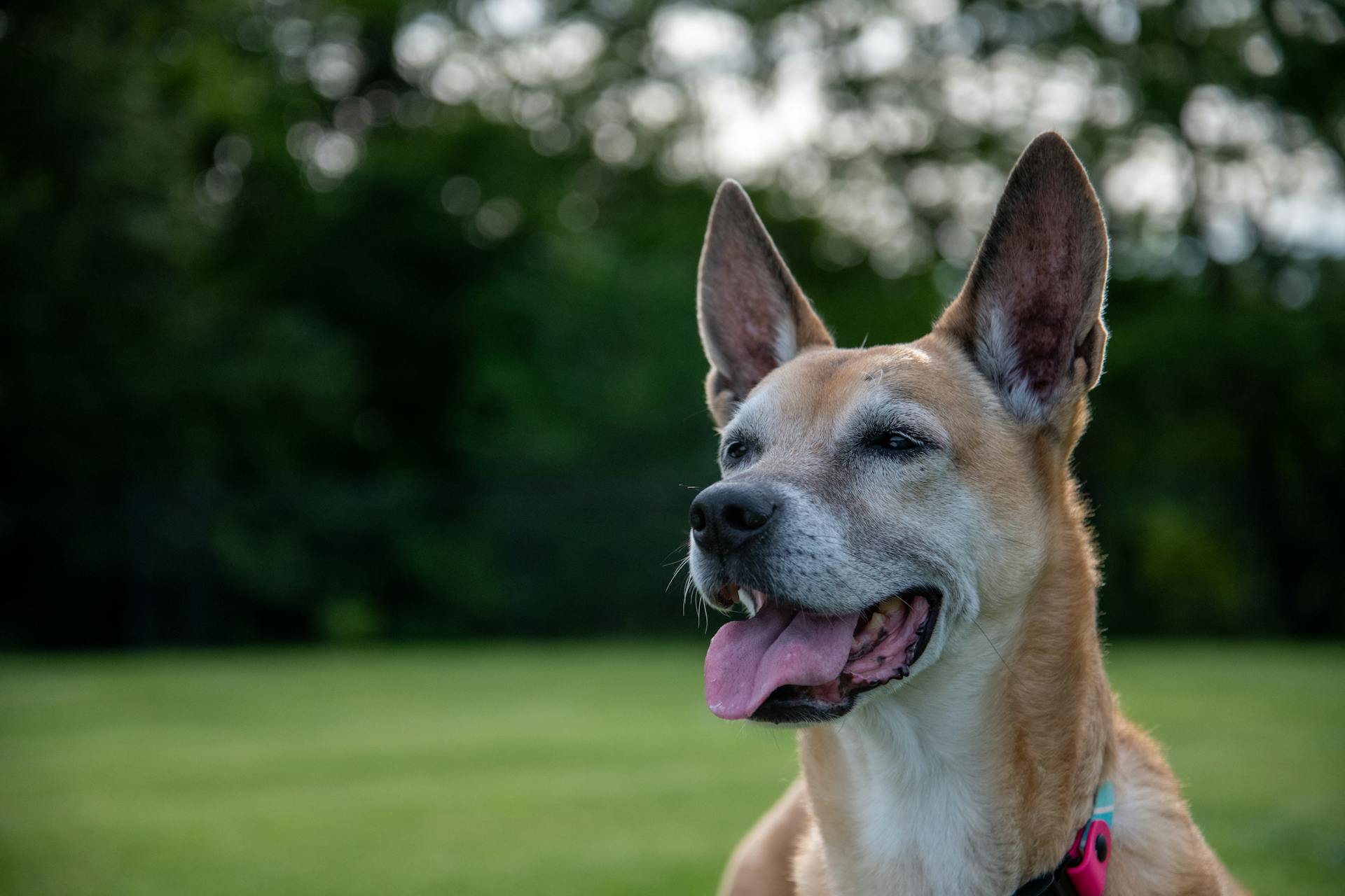 Carolina Dog in Park