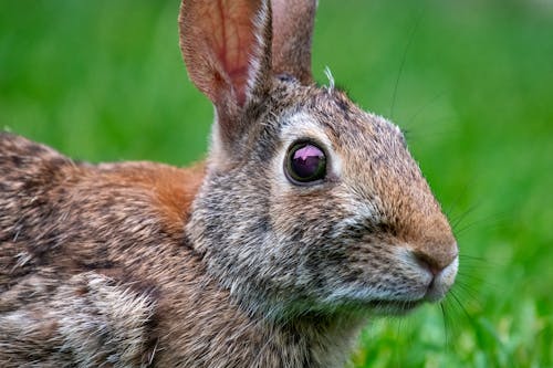 Gratis arkivbilde med baby, cottontail, dyr