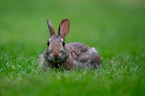 Gratis arkivbilde med cottontail, dyr, dyreliv