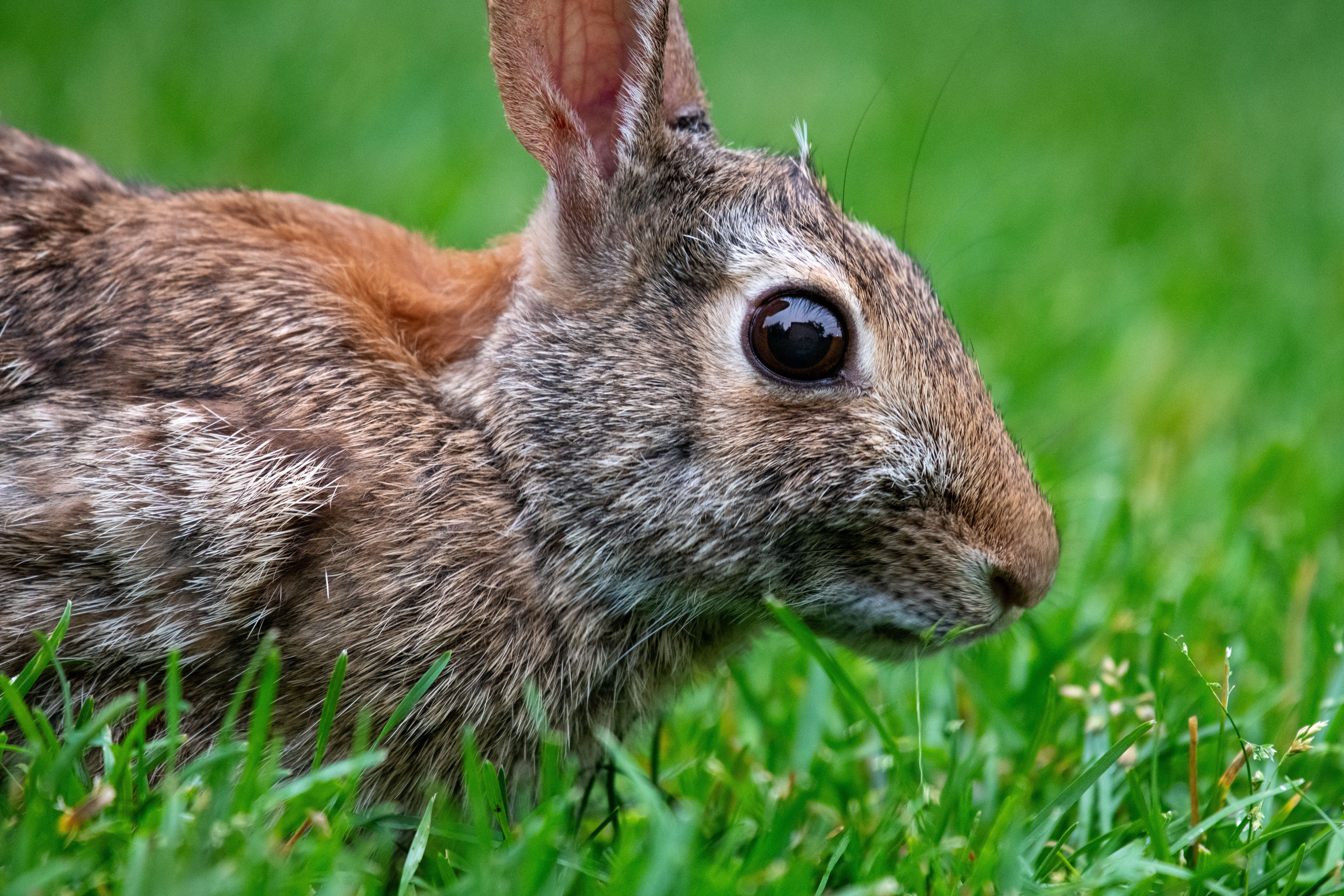 Veterinarian examining a rabbit during a checkup