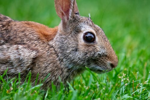 Foto d'estoc gratuïta de adorable, animal, animal forestal