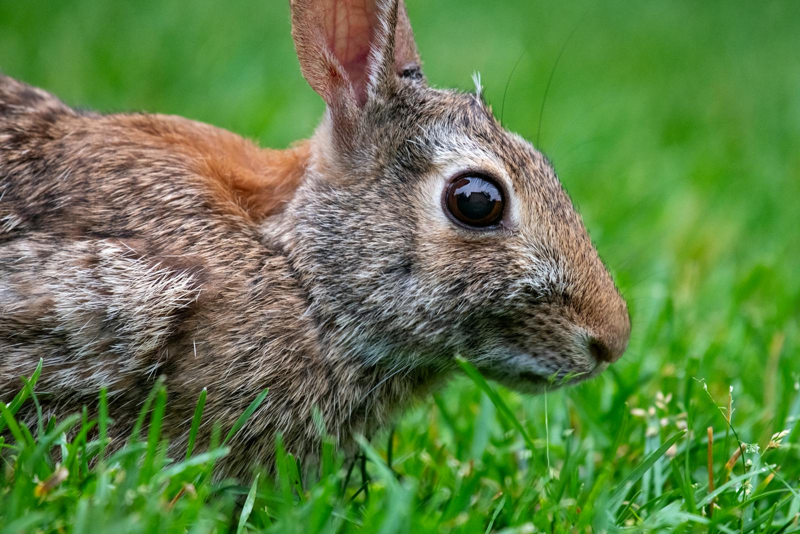 Brown Rabbit · Free Stock Photo