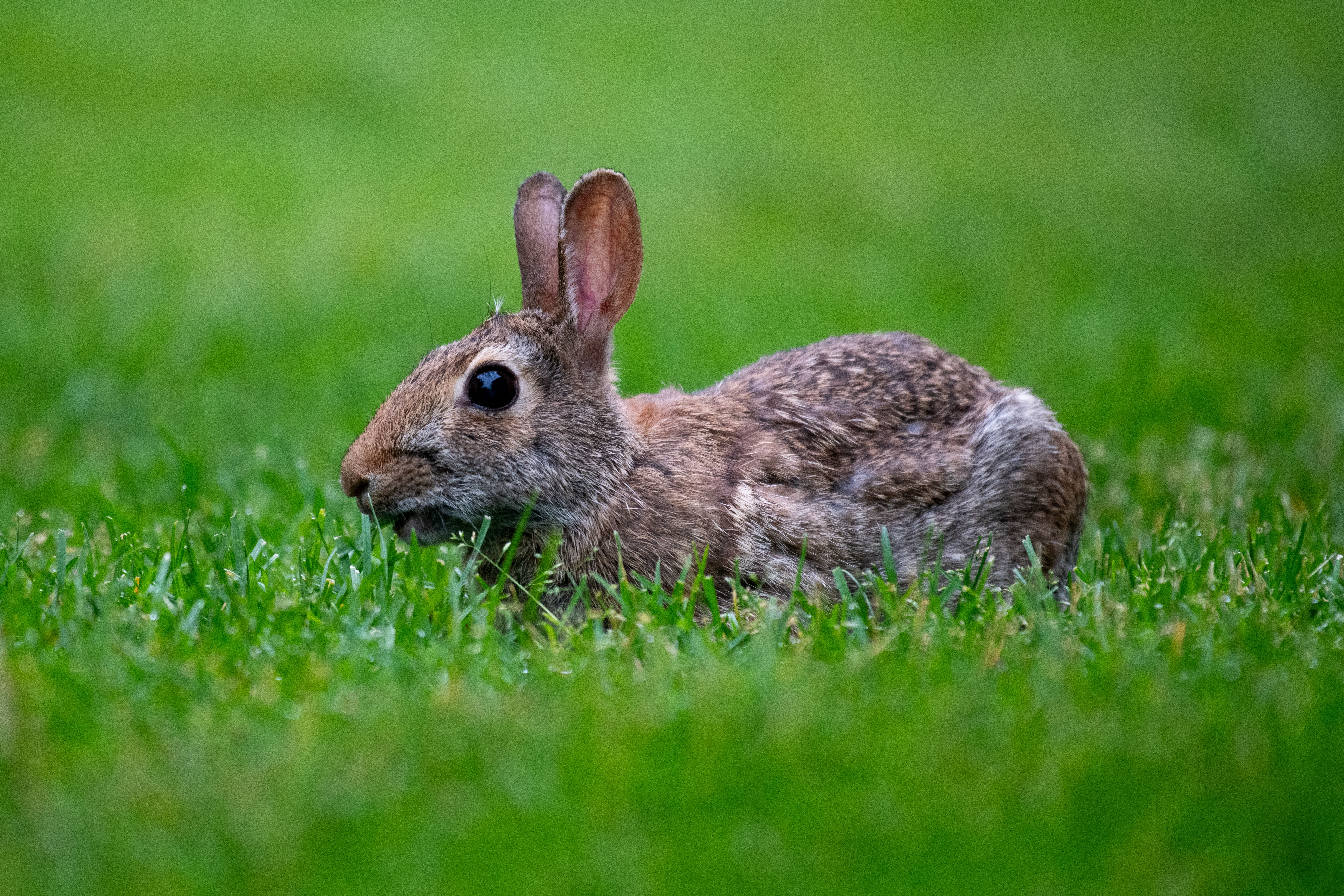 Veterinarian examining a rabbit during a checkup