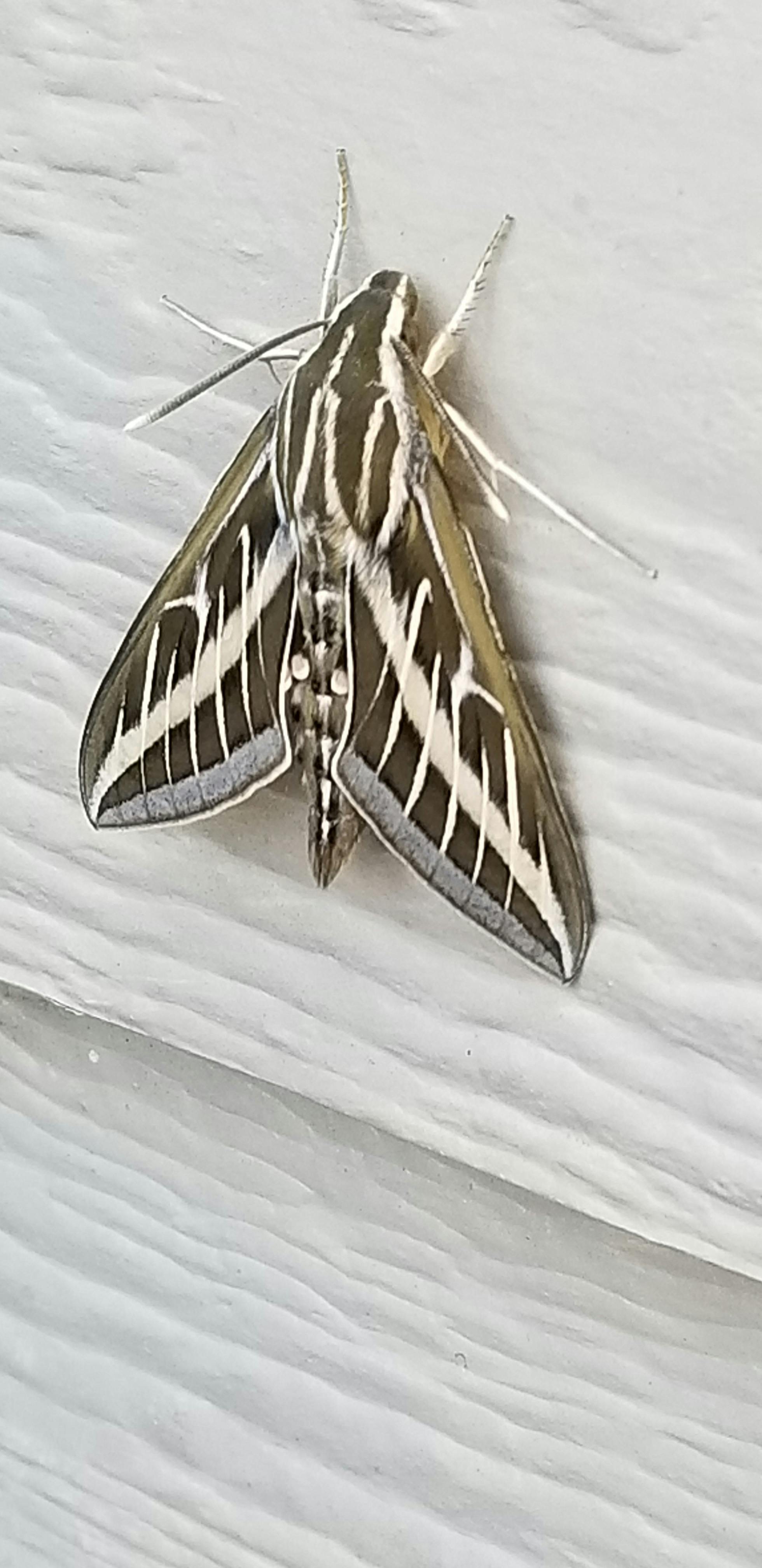 Rwenzori nature walk