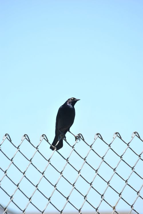 Free A blackbird perched on a chain link fence against a clear blue sky. Stock Photo