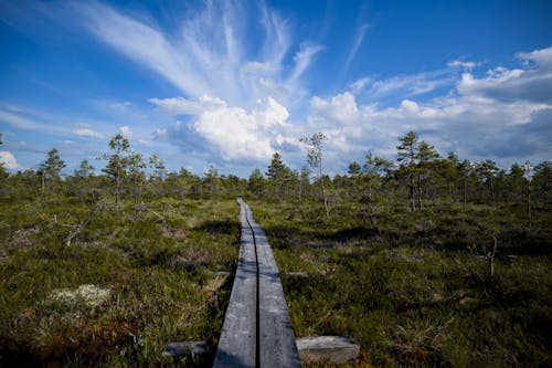 Gratis arkivbilde med bog, busk, daggry