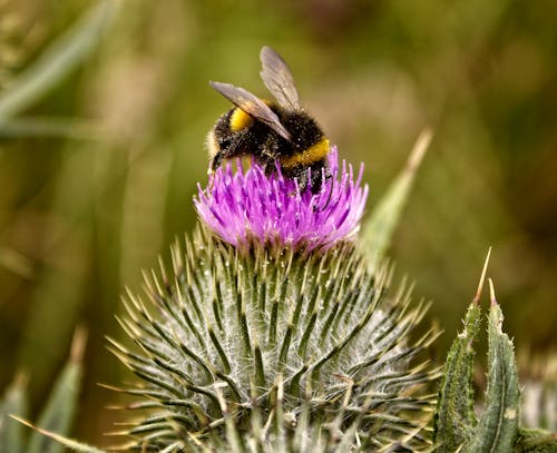 Bumblebee on Purple Flower in Macro Photography