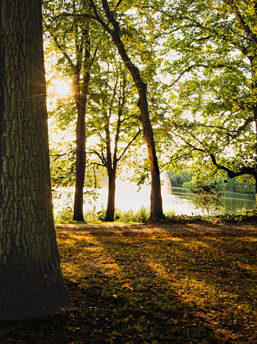 Ilmainen kuvapankkikuva tunnisteilla auringonpaiste, auringonvalo, fiilis