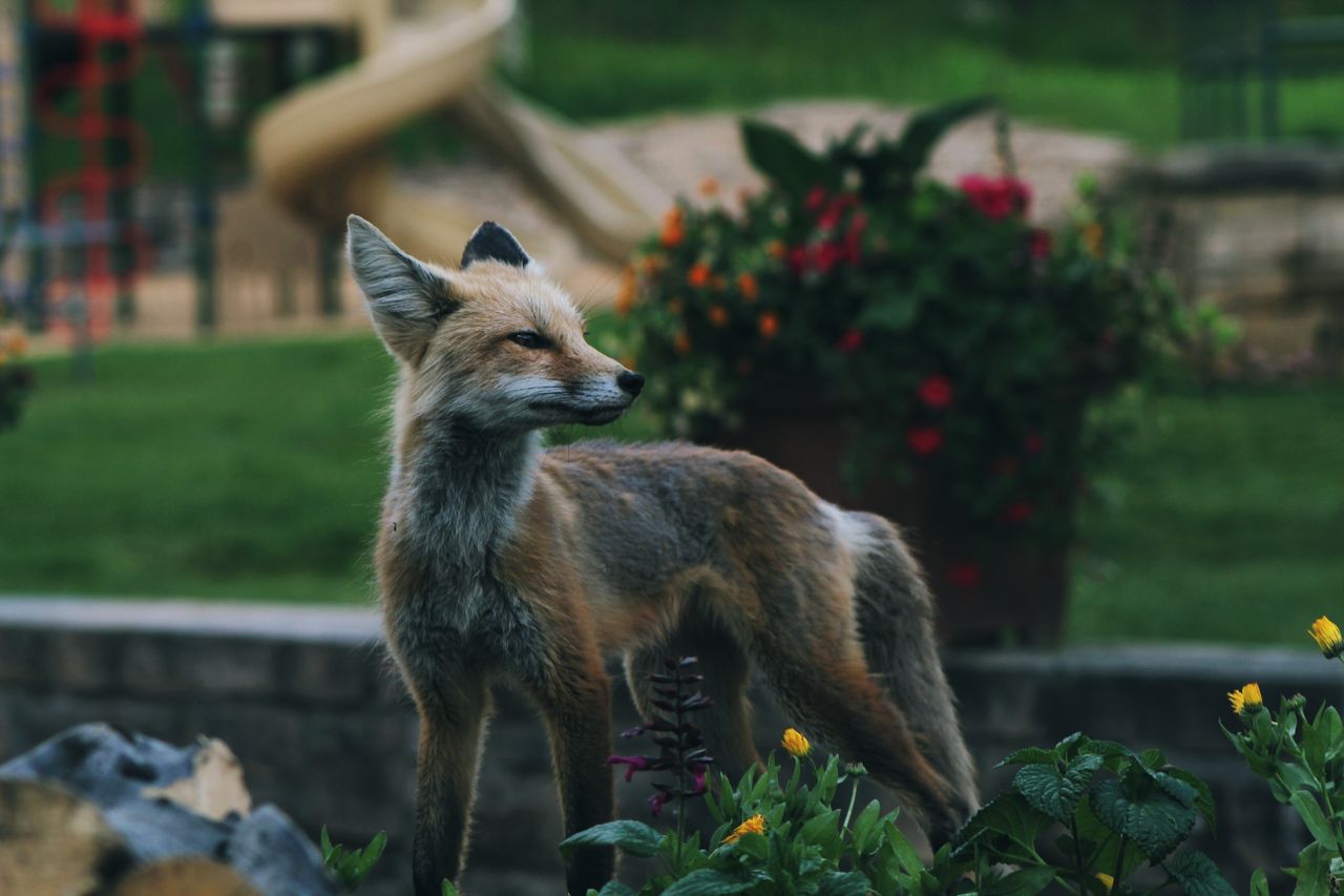a red fox stands elegantly amidst colorful garden blooms embodying the