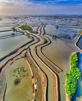 Stunning aerial landscape of rice fields in Banten, Indonesia showcasing winding irrigation patterns and lush greenery.