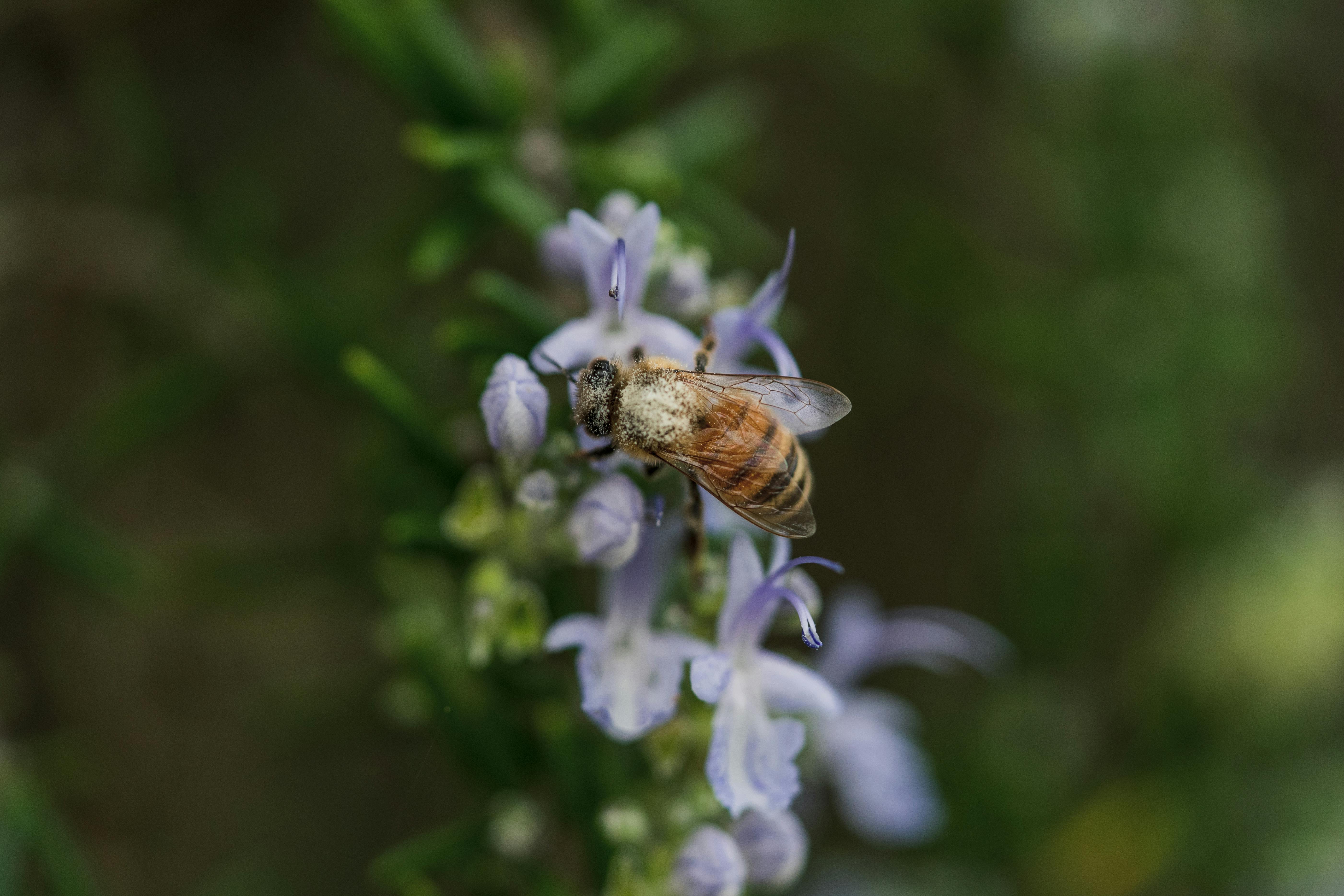 a bee is on top of a plant with purple flowers