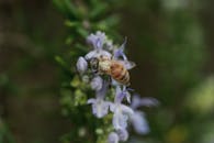 A bee is on top of a plant with purple flowers